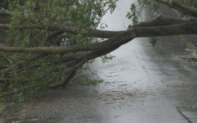 Вятър събори дърво върху кола в Русе