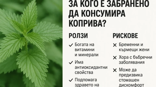 За кого е забранено да консумира коприва и какви са ползите и рисковете?