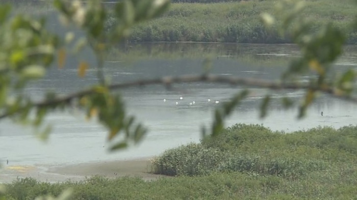 Критично ниското ниво на водата в "Сребърна" застрашава редки видове