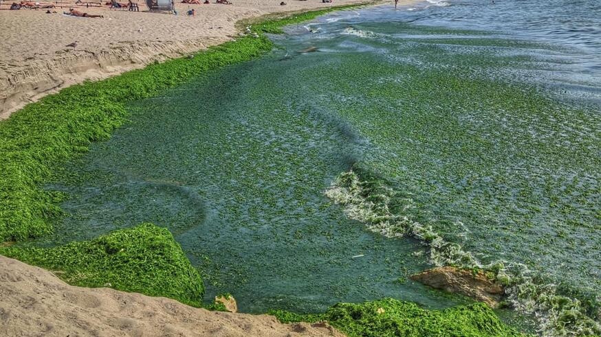 Обрат с водораслите по нашето море