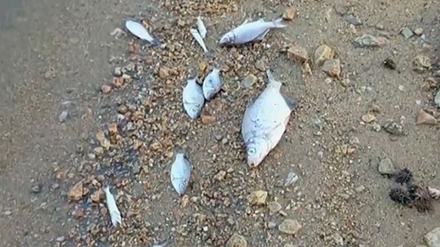 Тревога в язовир „Копринка“: Стотици мъртви риби и драстичен спад на водата