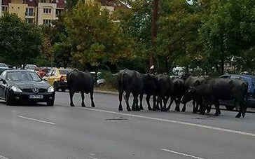 Докога? Стадо биволи предизвика катастрофа в София