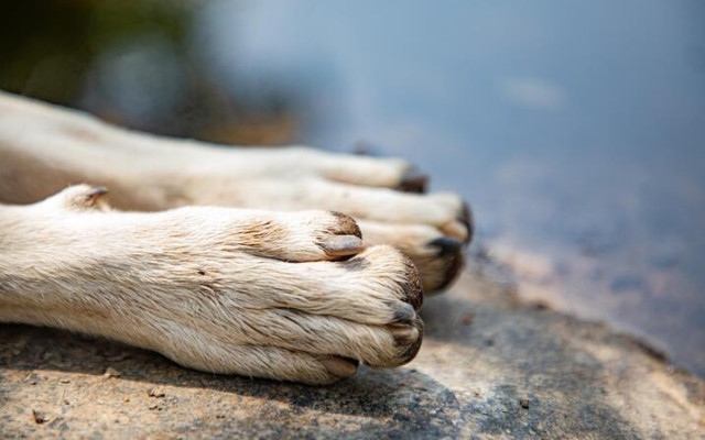 Жестокостта няма край! 82-годишен влачи куче на верига с кола