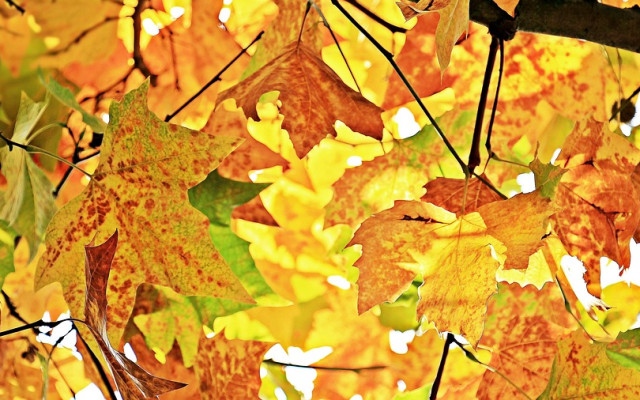 Сбогуваме се с лятото в петък