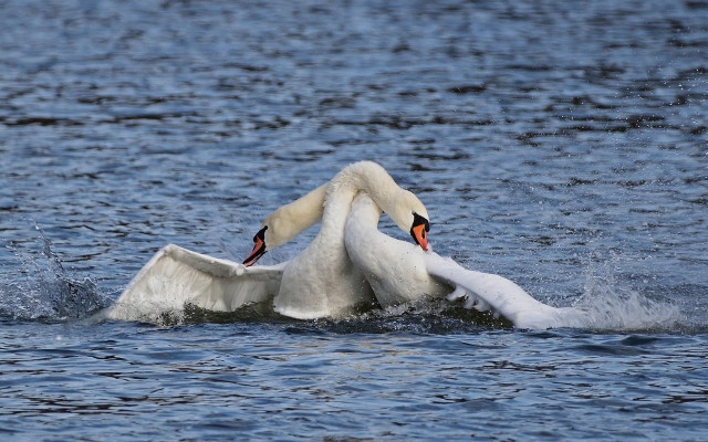 "Кралски паркове" в Лондон отрече източноевропейски мигранти да ловят и ядат лебеди и шарани от езерата