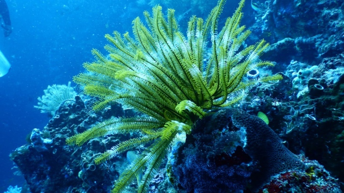 Планетата достигна първата климатична критична точка: Кораловите рифове са застрашени от масово измиране