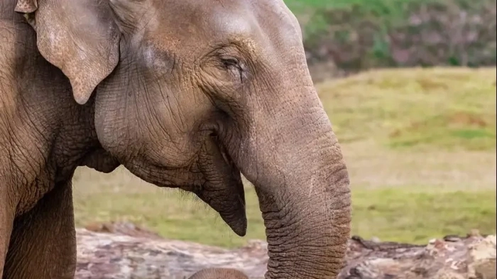 Популацията на дивите слонове в Индия е намаляла с една четвърт за осем години