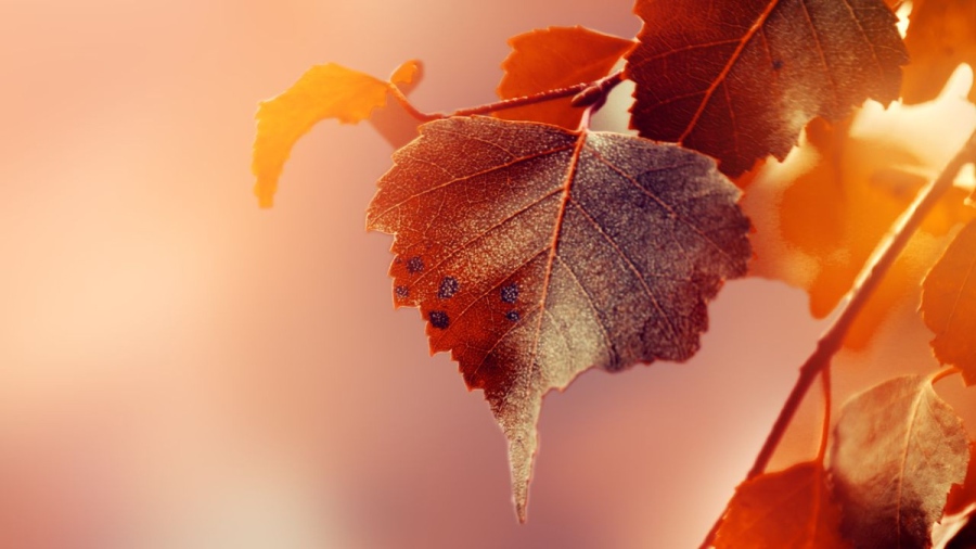 Циганското лято се отлага със седмица