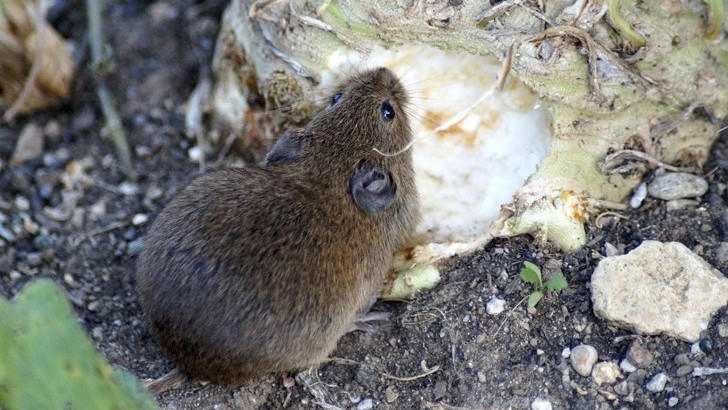 Какво се прави на Мишкин ден?