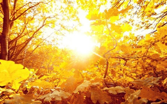 Ноември започва със слънце и дъх на златна есен