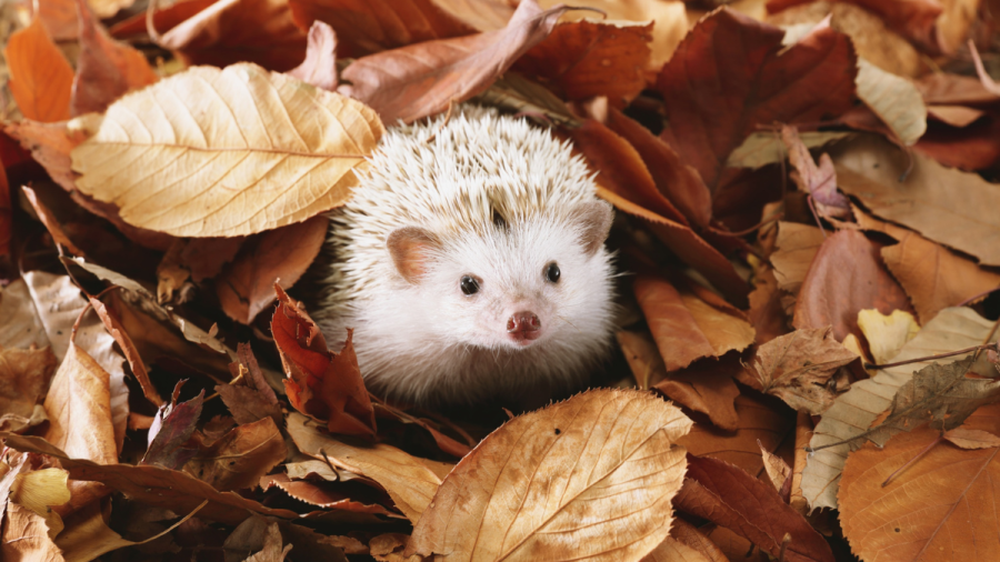 Дълга прогноза. Ето кога започват валежите