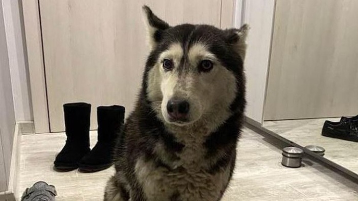 Казусът с кучето Мая стигна до прокуратурата – организиран е протест в София