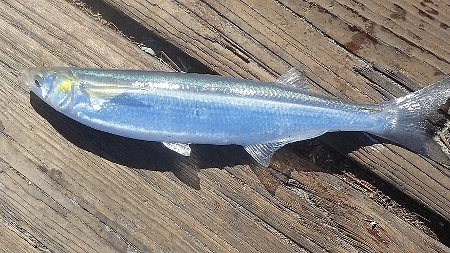 Необичайни риби в Черно море. Учените изумени