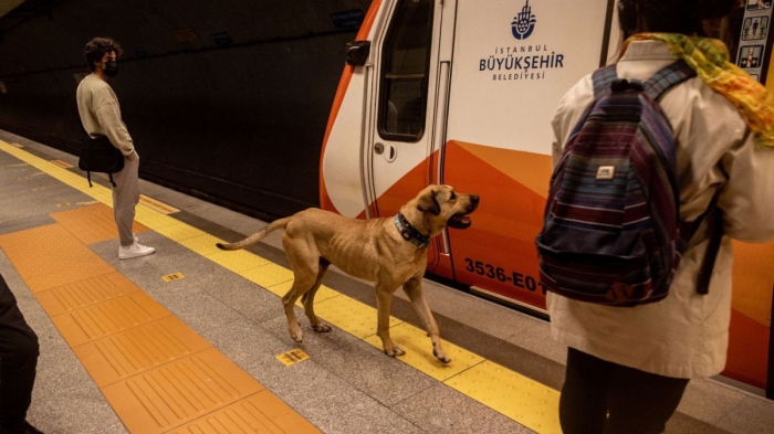 Забраниха храненето на бездомните кучета в Истанбул