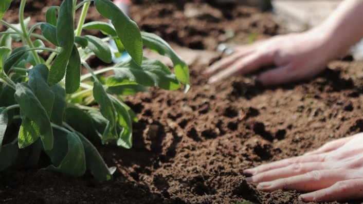 Ето какво можем да засадим в началото на декември в градината