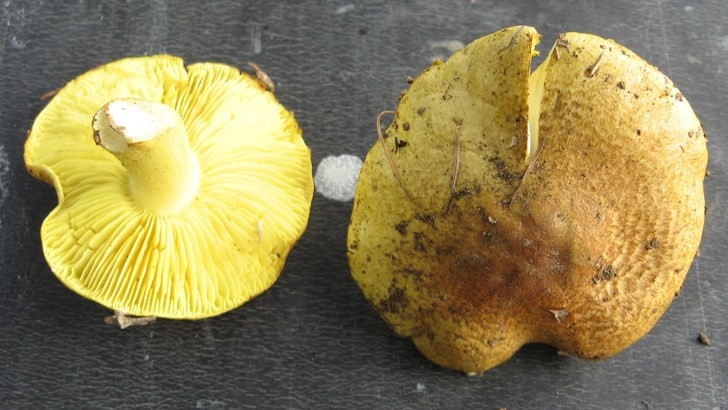 Експерт от БАН предупреди за опасни гъби "лимонка" и "киселка" по сергиите