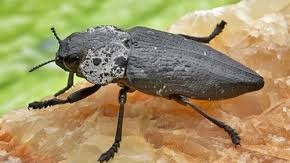 Черната златка унищожава овощните градини в България