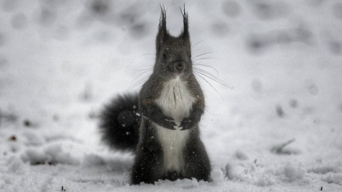 Дъжд и сняг на Коледа: До 14 см нова снежна покривка в планините