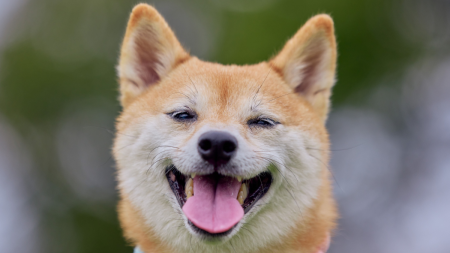 За поредна година фондация „Четири лапи“ призовава - празнувайте без фойерверки