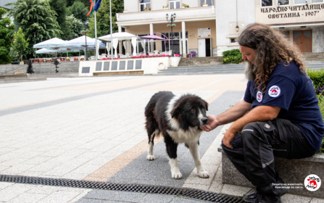Природозащитник: Незаконни са наредбите и заповедите на кметовете да не се хранят улични животни