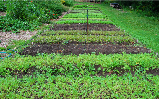 Нитрати от земеделските земи плъзнаха из водите