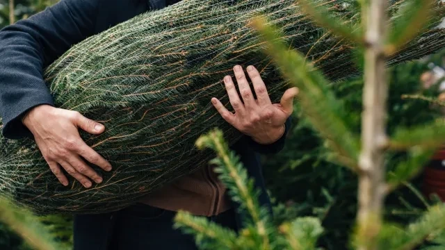 Изхвърляте коледната елха? Ето какво да правите с нея вместо това