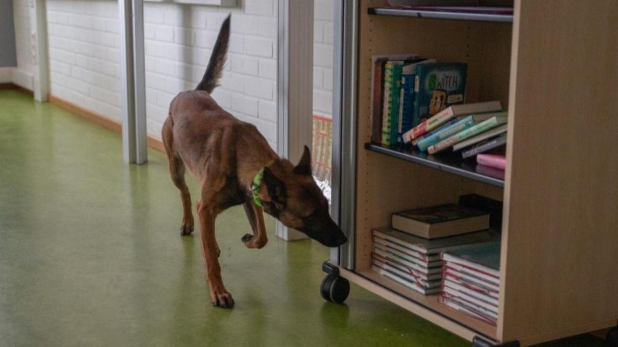 Орка – първото българско куче, обучено да открива фалшиви банкноти