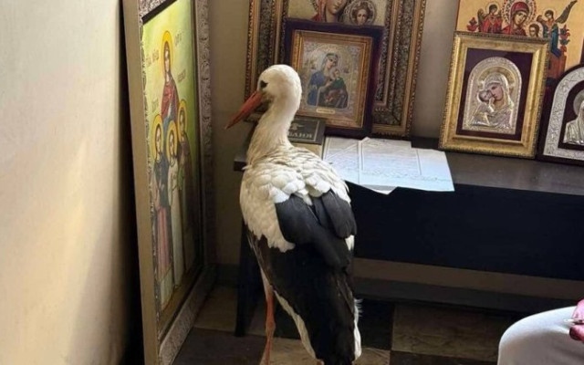 Щъркел оцеля в лютия студ: Намери подслон в параклис