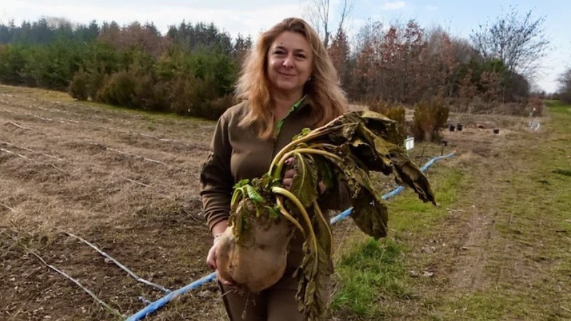 Цвекло-гигант порасна в разсадник край Елин Пелин