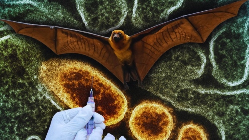 Смъртоносен вирус в Индия предизвиква паника: Нипа е сравняван с COVID-19!