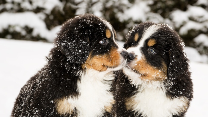 Зимните олимпийски игри: Как състезателите се справят с липсата на домашните любимци