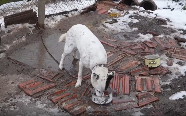 Спасиха последното куче от "къщата на ужасите" в село Царевец