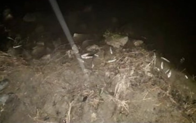 Камчия потече черна, изплува мъртва риба