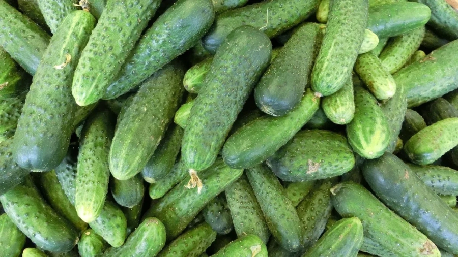 Скъпото отопление бави първите оранжерийни български краставици