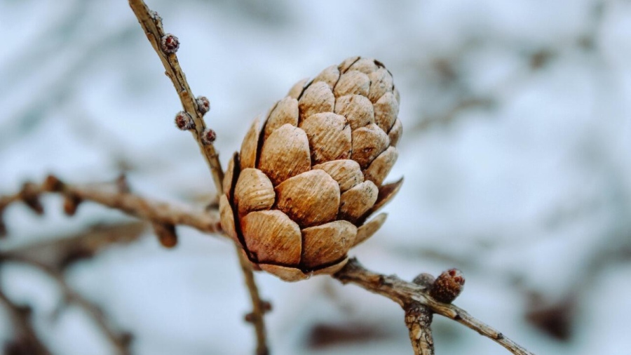 Зимата се завръща с нов сняг
