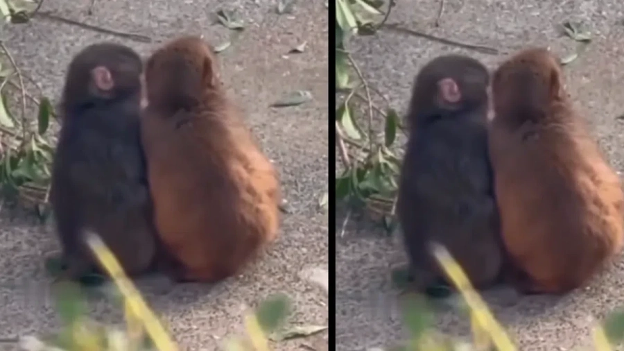 Изоставеният от майка си макак Пънч си има приятелка