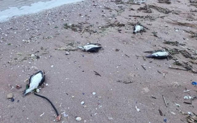 Мъртви буревестници и делфини изхвърли морето до Шабла