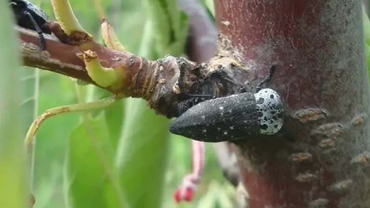 Държавата отпуска близо 3 милиона евро срещу черната златка