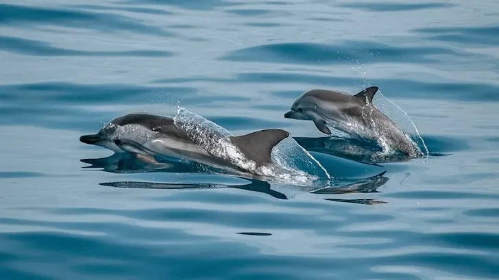 България предприема нови мерки за опазване на делфините в Черно море