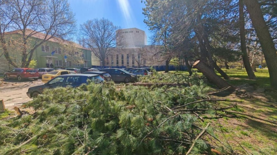 Заради силния вятър: Дървета паднаха в София