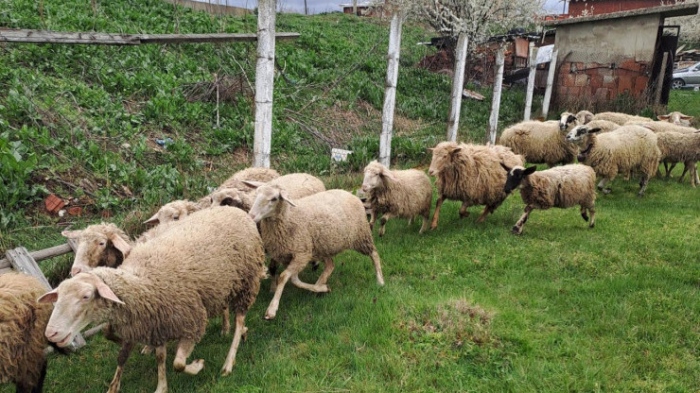 Фермери точат бюджет и евросубсидии, отглеждайки виртуални животни