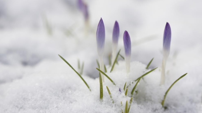 Априлски сняг покри проходите „Превала“ и „Пампорово“