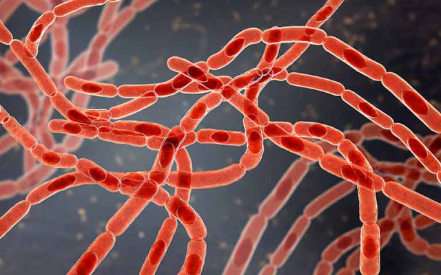 Антракс: Какви са симптомите на заразата при човек?