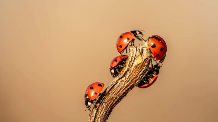 Нашествие на калинки по плажовете на Варна