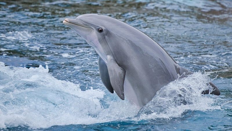 Шести мъртъв делфин в рамките на 10 дни изплува на плажа във Варна