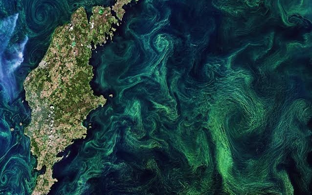 Токсични водорасли заладяват Балтийско море, забраниха влизането във водата