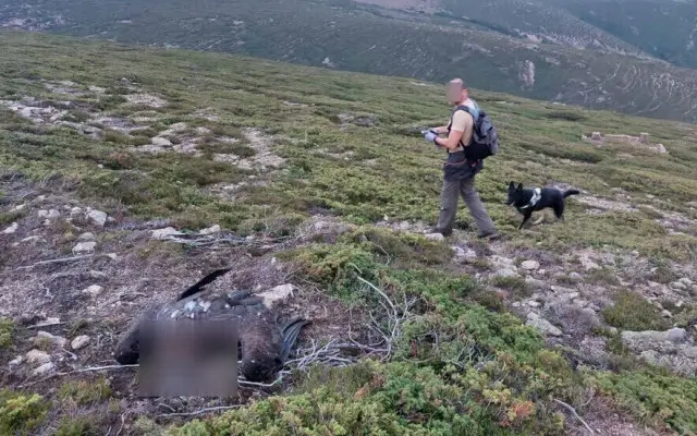 Жестокост! Отровиха 9 защитени хищни птици в в Национален парк „Централен Балкан“